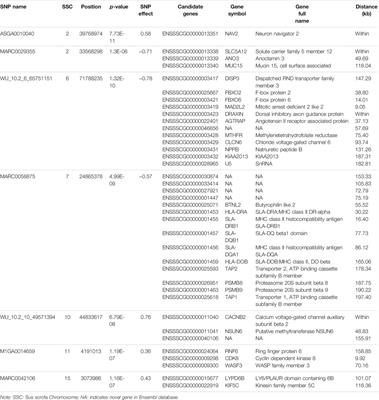 Identification of SNPs and Candidate Genes for Milk Production Ability in Yorkshire Pigs